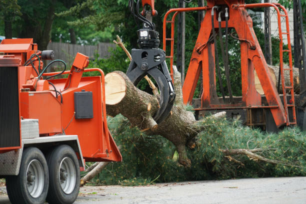 Best Tree Preservation Services  in USA